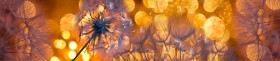 Кухонный фартук Мерцание Одуванчики золотистые 3 серебро в Стрежевом - strezhevoj.katalogmebeli.com | фото 1