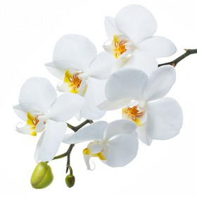 Стол обеденный Танго белый/Орхидея в Стрежевом - strezhevoj.katalogmebeli.com | фото 3